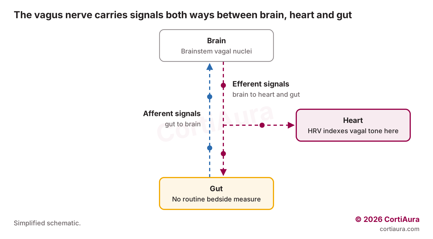 Diagram of the vagus nerve carrying signals between the brain, heart and gut