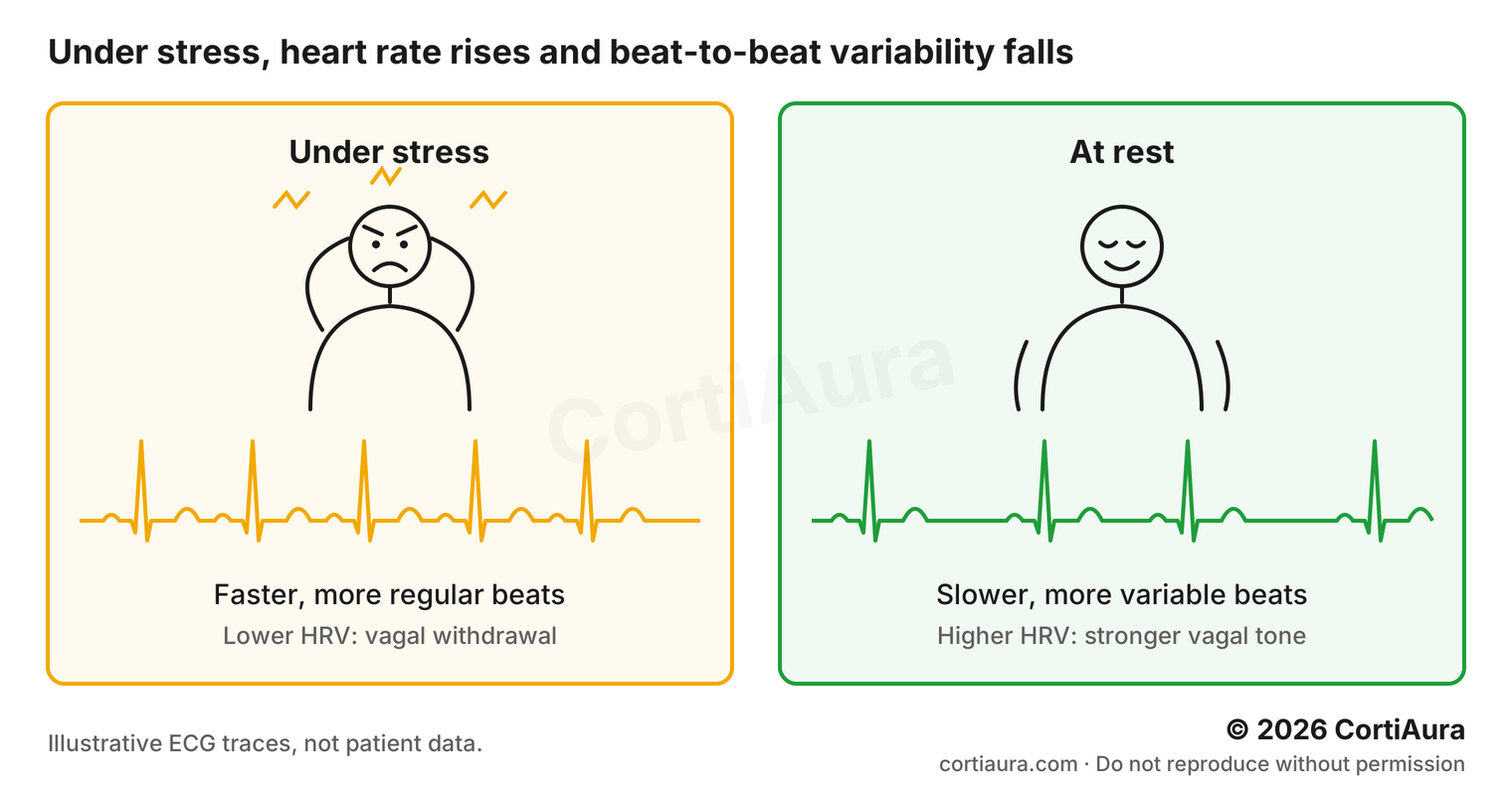 Illustration of a stressed person with a fast, regular ECG next to a relaxed person with a slower, more variable ECG