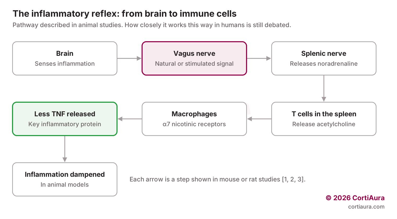 Flow diagram: brain senses inflammation, vagus nerve signals the splenic nerve, which releases noradrenaline onto T cells in the spleen; the T cells release acetylcholine, macrophages release less TNF, and inflammation is dampened in animal models